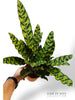 Calathea Lancifolia