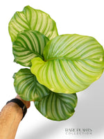 Calathea Orbifolia