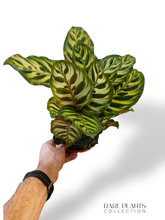 Calathea Macoyana