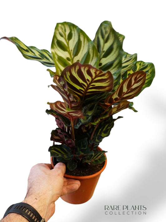 Calathea Macoyana