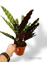 Calathea Lancifolia