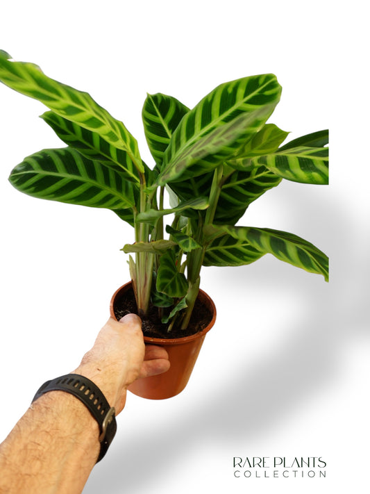 Calathea Zebrina