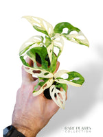 Monstera Adansonii Variegata (baby)