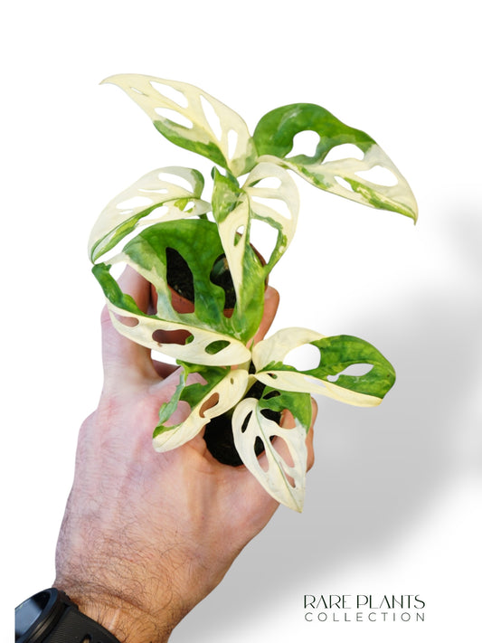 Monstera Adansonii Variegata (Baby)
