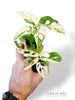 Monstera Adansonii Variegata (baby)