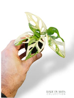 Monstera Adansonii Variegata (baby)