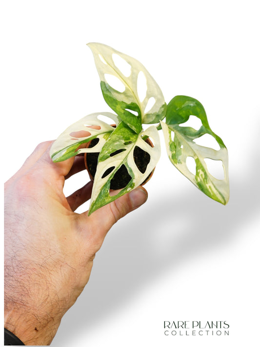 Monstera Adansonii Variegata (Baby)
