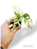 Monstera Adansonii Variegata (baby)
