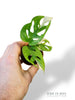 Monstera Adansonii Variegata (baby)