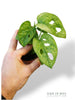Monstera Adansonii Mint (Baby)