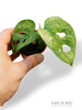 Monstera Adansonii Mint (Baby)
