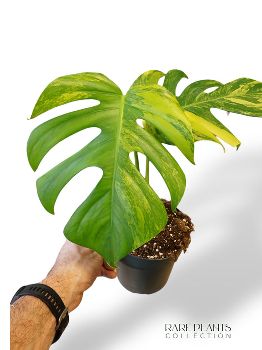 Monstera Aurea (Marmorata)