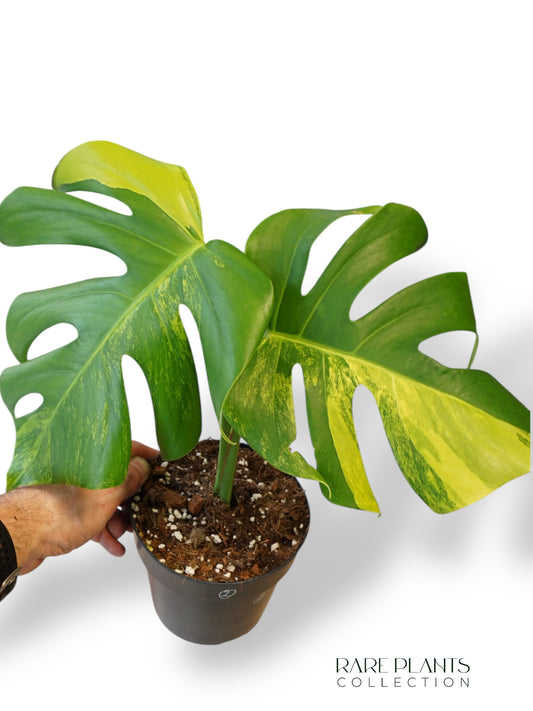 Monstera Aurea (Marmorata)