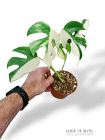 Rhaphidophora Tetrasperma Variegata - Monstera Minima Variegata
