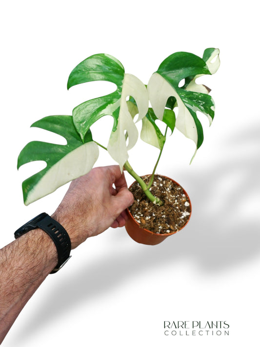 Rhaphidophora Tetrasperma Variegata - Monstera Minima Variegata