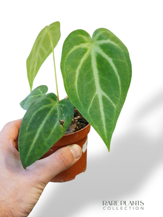 Anthurium Magnificum S