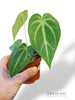 Anthurium Magnificum S