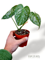 Philodendron McDowell x Brandtianum