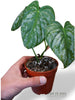 Philodendron McDowell x Brandtianum