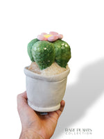 Peluche Plante (plusieurs options)