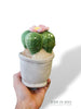 Peluche Plante (plusieurs options)