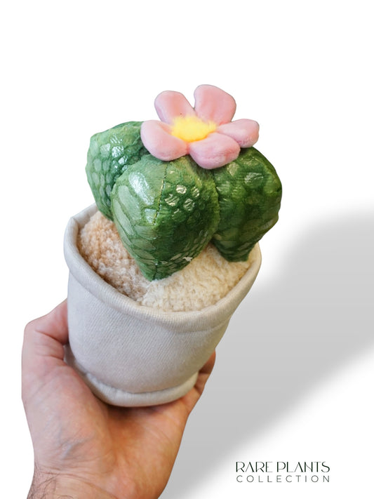 Peluche Plante (plusieurs options)