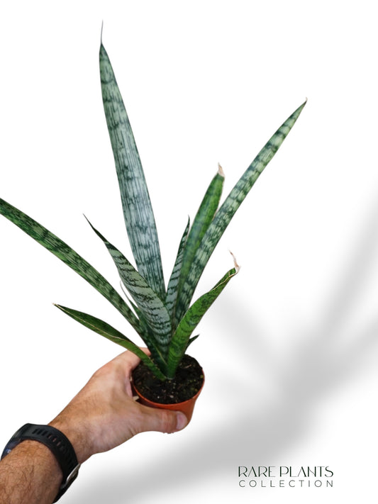Sansevieria Everest