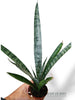 Sansevieria Everest