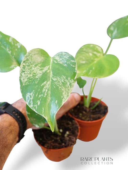 Monstera Bisasam Baby