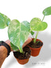 Monstera Bisasam Baby