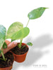 Monstera Bisasam Baby