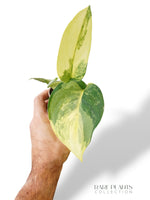 Scindapsus Jade Satin Aurea