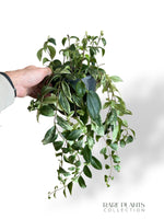 Aeschynanthus Lobbianus Variegata
