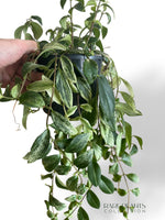 Aeschynanthus Lobbianus Variegata