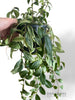 Aeschynanthus Lobbianus Variegata