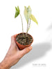 Alocasia Zebrina Ghost Variegata