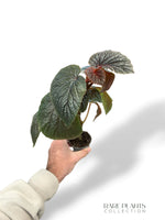 Begonia Backiensis