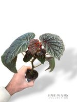 Begonia Backiensis