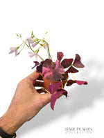 Oxalis Triangularis Pink Variegata