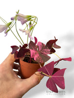 Oxalis Triangularis Pink Variegata