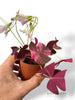 Oxalis Triangularis Pink Variegata