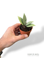 Hoya Archboldiana