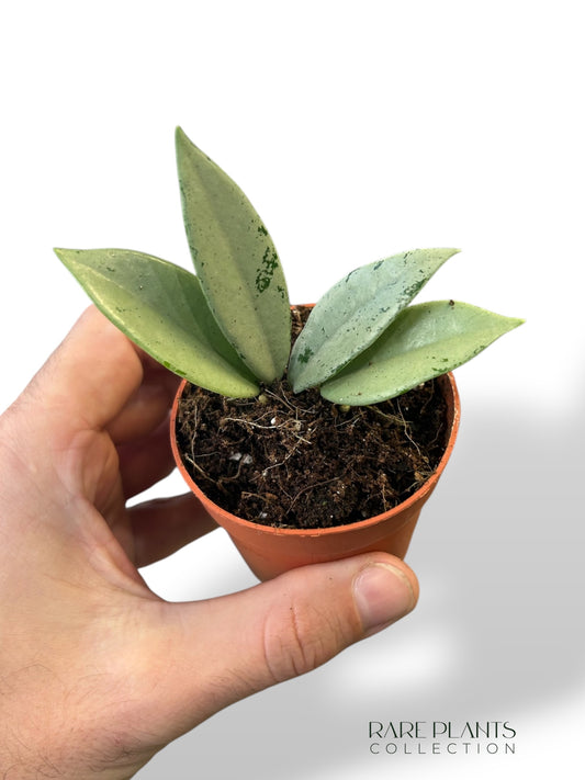 Hoya Archboldiana