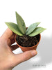 Hoya Archboldiana