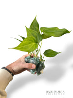 Anthurium Delta Force (S)