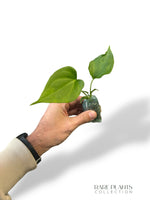 Anthurium Delta Force (S)