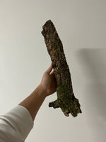 Tronc liege diametre 6/10cm