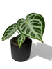 Anthurium silver blush