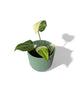 Philodendron gloriosum tricolor