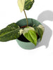 Philodendron gloriosum tricolor